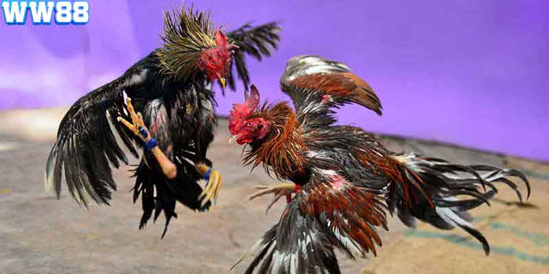 Đá Gà Cựa Sắt: Những Điều Bạn Cần Biết Khi Tham Gia