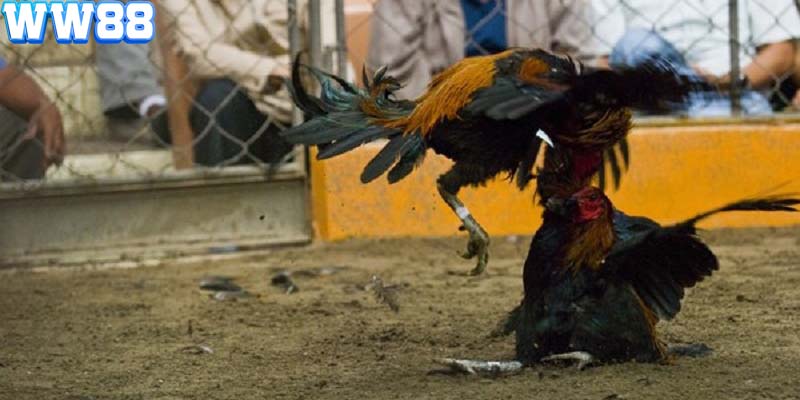 Cửa hòa sẽ mang lại cho bạn tỷ lệ thưởng cực cao