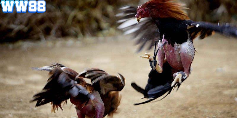 Đá gà tại WW88 trở thành điểm đến lý tưởng cho các kê thủ