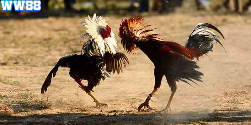 Tham gia đặt cược đá gà tại WW88 rất dễ dàng và nhanh chóng